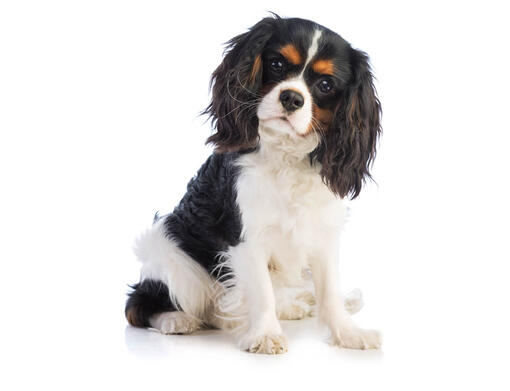 Dogs similar to deals king charles spaniel